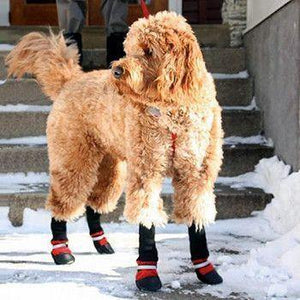 Botas para mascotas